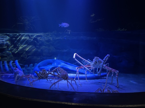 takeshimaaquarium-ticketprice