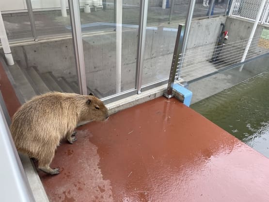 takeshimaaquarium-ticketprice
