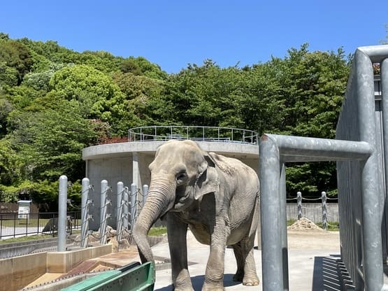 okazakicityhigashipark-elephant