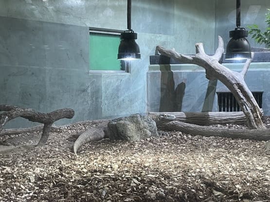 komododragon-goods-tarou
